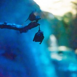 Seba's short-tailed bat