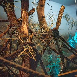 Gray mouse lemur in Aye Aye enclosure