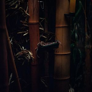 Narrow-toed Feather-tailed Glider