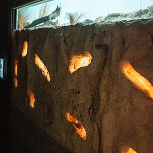 Naked mole-rat colony