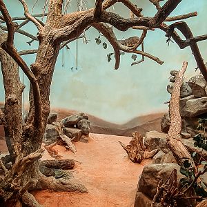 Yellow-spotted rock hyrax