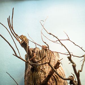 Barbary striped grass mouse