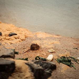 Barbary striped grass mouse