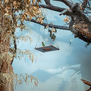 Black-cheeked lovebird