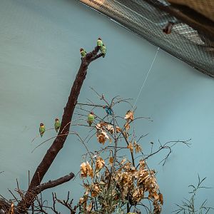 Black-cheeked lovebird