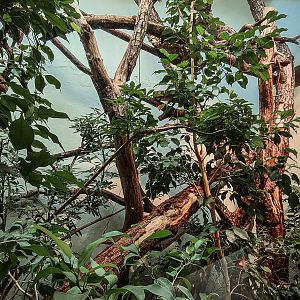 Northern treeshrew enclosure
