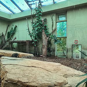 Lion indoor enclosure