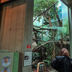 Sri Lankan rusty-spotted cat