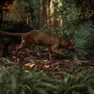 Fossa outdoor enclosure