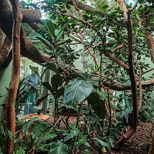 1st fossa indoor enclosure