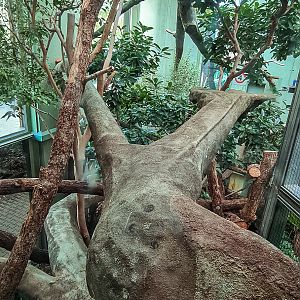 1st fossa indoor enclosure