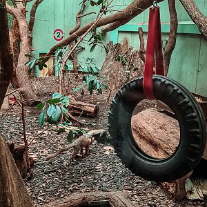 2nd fossa indoor enclosure