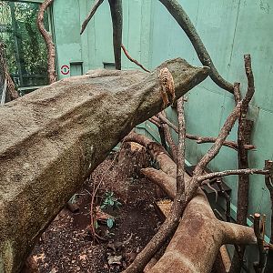 2nd fossa indoor enclosure