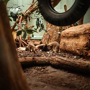 Young fossas with goat