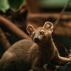 Young fossa