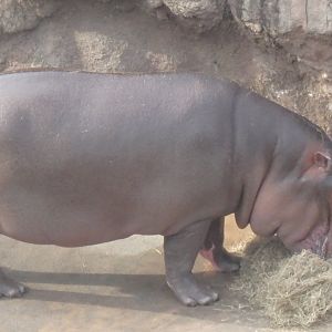 Common Hippopotamus