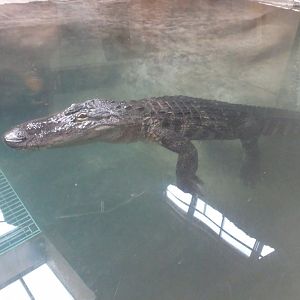 American Alligator