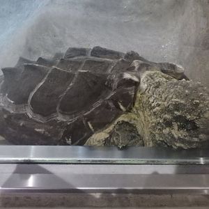 Alligator Snapping Turtle