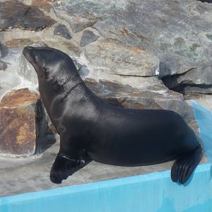 California Sea Lion