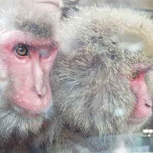 Japanese Macaque