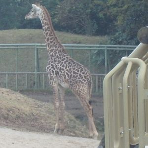 Giraffe