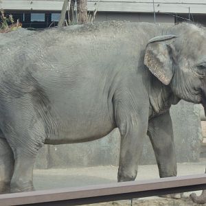 Asian Elephant