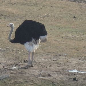 Ostrich