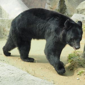 Asiatic Black Bear