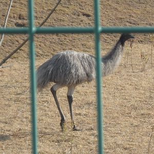Emu