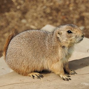 Black-tailed Prairie Dog