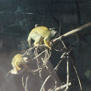 Common Squirrel Monkey