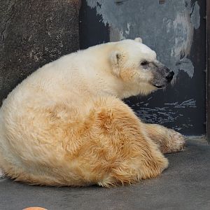 Polar Bear