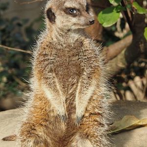 Meerkat