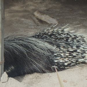 Malayan Porcupine
