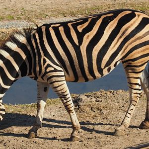 Mountain Zebra