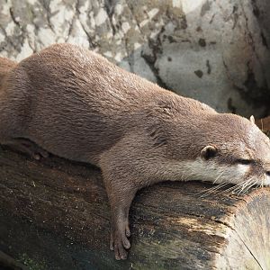 Oriental Small-clawed Otter