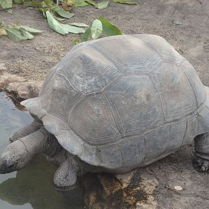 Aldabra Giant Tortoise