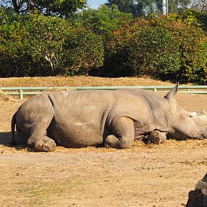 White Rhinoceros