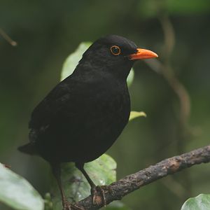 Common Blackbird male