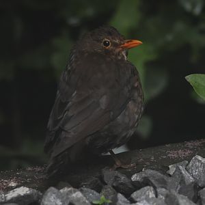 Common Blackbird female