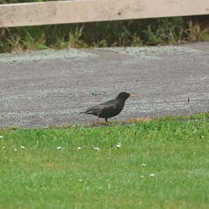 Common Starling