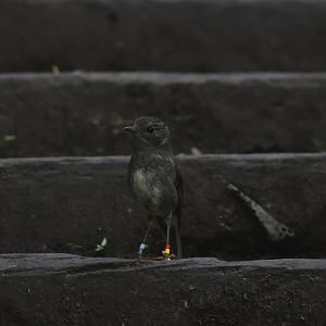 North Island Robin