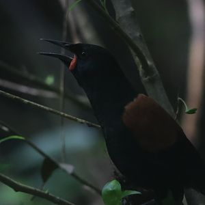 North Island Saddleback