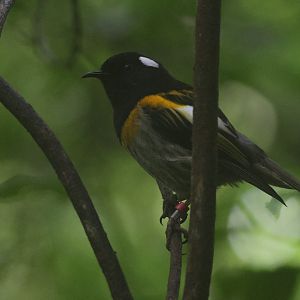 Stitchbird male