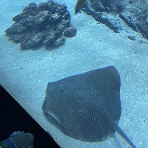 Leopard whipray (Himantura leoparda) in Ocean Voyager