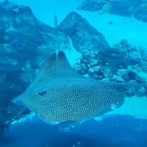 Honeycomb Whipray(Himantura undulata)