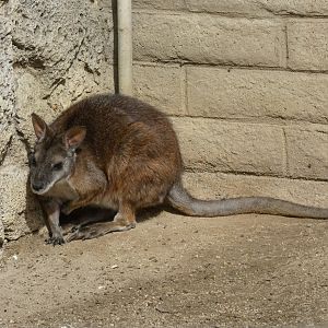 Parma wallaby