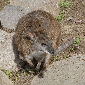 Parma wallaby
