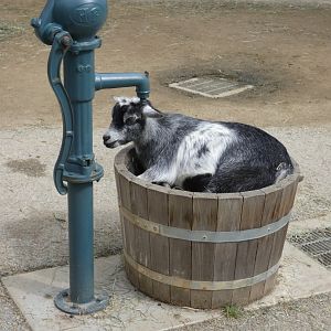 Goat in barrel