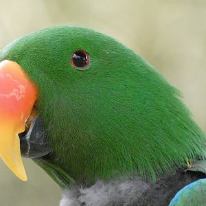 Male mollucan eclectus
